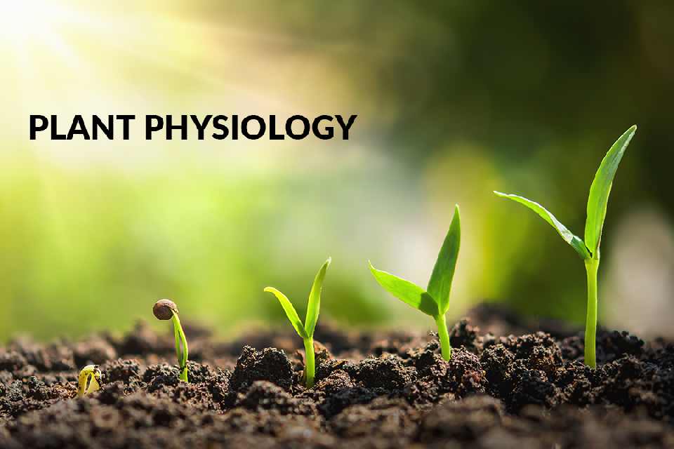 plant physiology