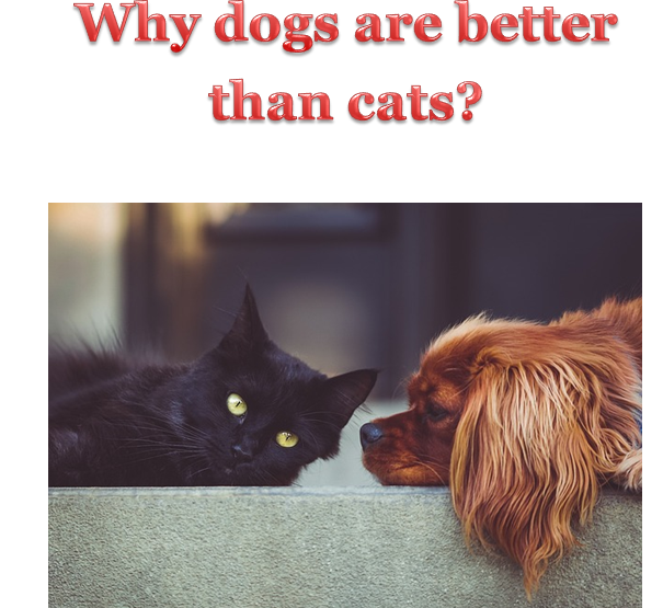 why dogs are better than cats