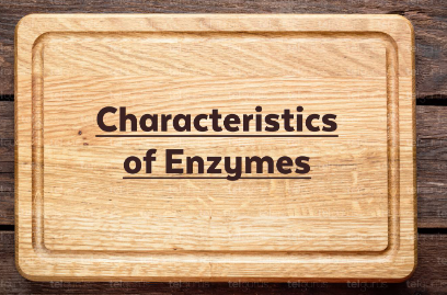 characteristics of enzymes